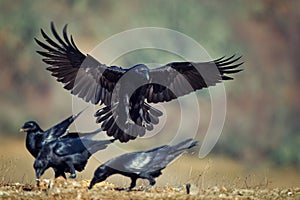 Raven Corvus corax in flight