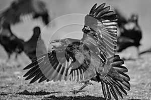 Raven Corvus corax in flight. BW filter.