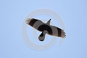 Raven - Corvus corax, flying against
