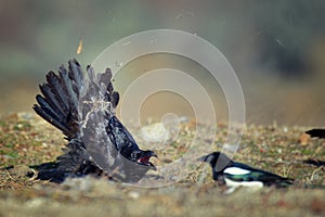 Raven Corvus corax shout at magpie pica pica