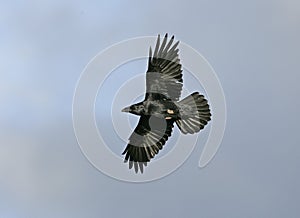 Raven, Corvus corax