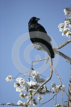 Raven, Corvus corax