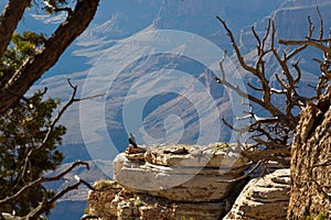A raven, Corvus corax, sits on the edge of the Grand Canyon, Arizona.