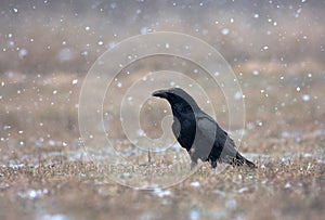 Raven (Corvus corax) in a snowstorm in the meadow