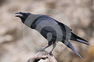 Raven - Corvus corax, and social behavior