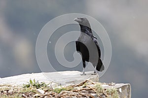 Raven, Corvus corax