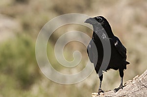 Raven - Corvus corax,waiting on a rock