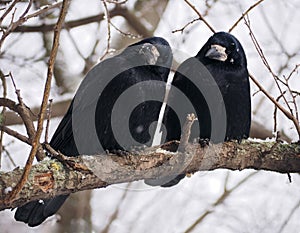 Raven and crow at brach close-up