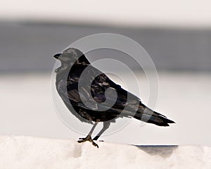 Raven Crow Photo and Image. Close-up side view standing on snow with a soft white background contrast in its environment and