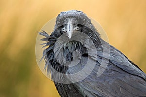 A raven in Dartmoor, UK