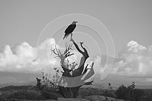 Raven on dead tree in Canyonlands National Park