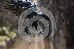 Raven diving towards the pray with its claws forward