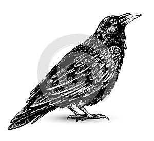 Raven drawing