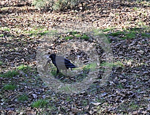 Raven with a dry leaf in its beak photo