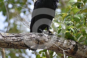 Raven eating a baby Florida cooter turtle on a branch