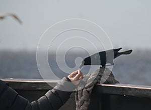 Raven Eating Out of Her Hand