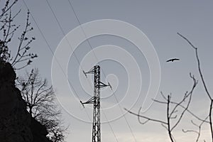 Raven on electrical station high voltage power grid tower at sunset flying