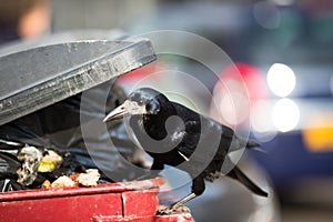 Raven feeding on rubbish