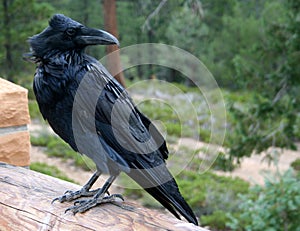 Raven on the fence