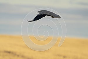 Raven in Flight