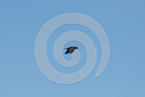 Raven in flight against a blue sky