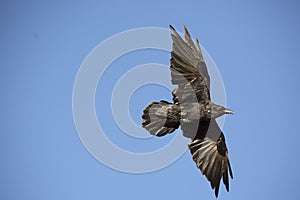 Raven in Flight with Black Feathers Against Blue Sky