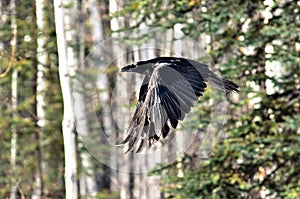 Raven in Flight through Forest