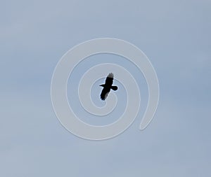 A raven in flight