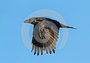 Raven in Flight