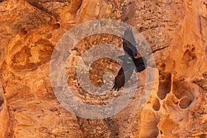 Raven in flight with orange sandstone cliff in the background