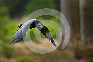 Raven in flight, Sweden. Bird in the green forest habitat. Wildlife scene from nature. Black bird raven in fly, animal behaviour.