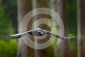 Raven in flight, Sweden. Bird in the green forest habitat. Wildlife scene from nature. Black bird raven in fly, animal behaviour.