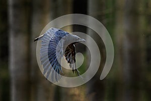 Corvo anni Svezia. uccello verde foresta. animali e piante scena natura. nero uccello corvo l'animale comportamento 