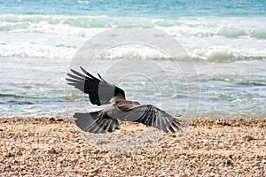 Raven in flight up close over a sea beach