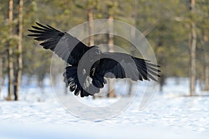 Raven in flight