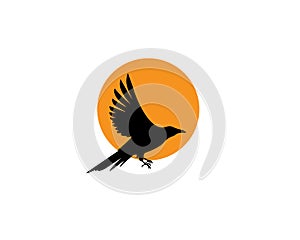 Raven bird silhouette on sunset, vector