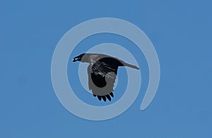 A raven flying with an acorn in his beak.