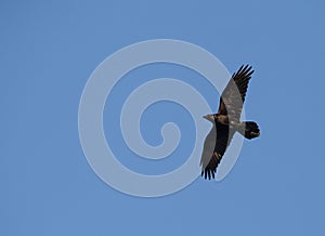 Raven flying in a blue sky