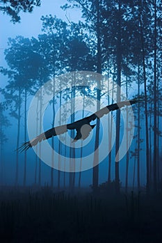 Raven flying through night forest