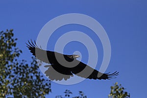 Raven flying with open wings