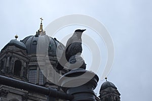 Raven in front of Berlin Dome Cathedral on cloudy day