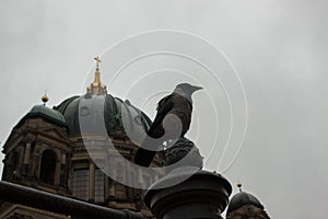 Raven in front of Berlin Dome Cathedral on cloudy day