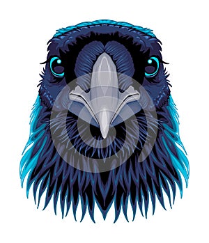 Raven frontal view, vector isolated animal