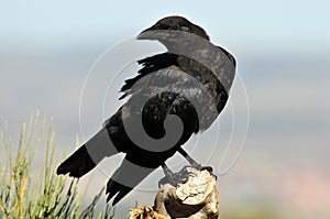 raven grooms its plumage photo