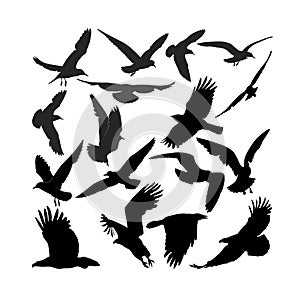 Raven hawk eagle gulls crow