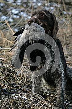 Raven Hunting photo