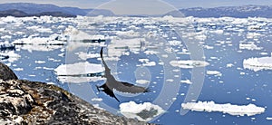 Raven and icebergs. Nature and landscapes of Greenland.