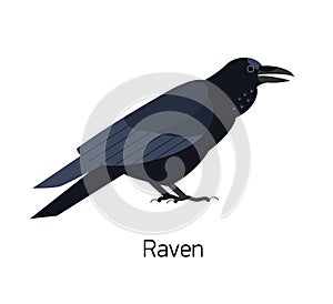 Raven isolated on white background. Intelligent synanthrope bird with black plumage. Beautiful cute wild avian species