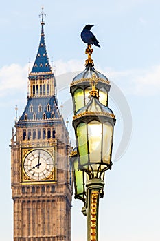 Raven on lampost at Houses of Parliament in early winter morning