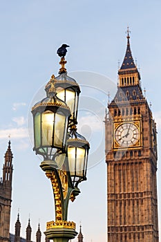 Raven on lampost at Houses of Parliament in early winter morning